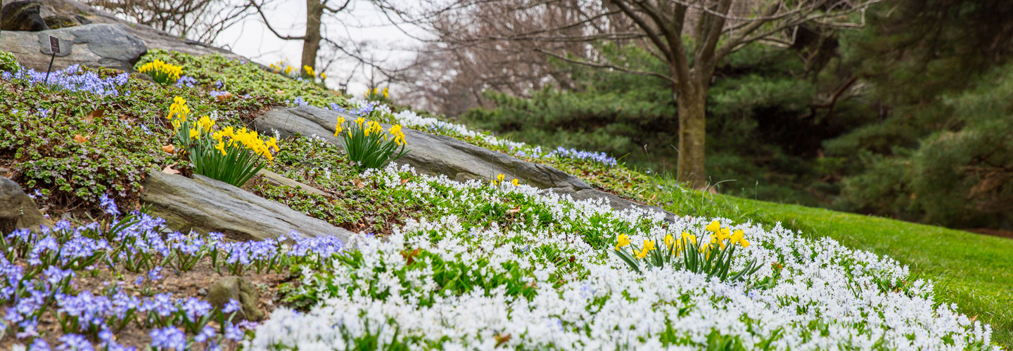 Top 6 Tips for Planting the Perfect Spring Garden