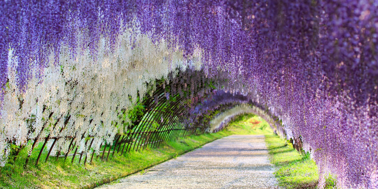 Japanese Wisteria - Joanna Shirin